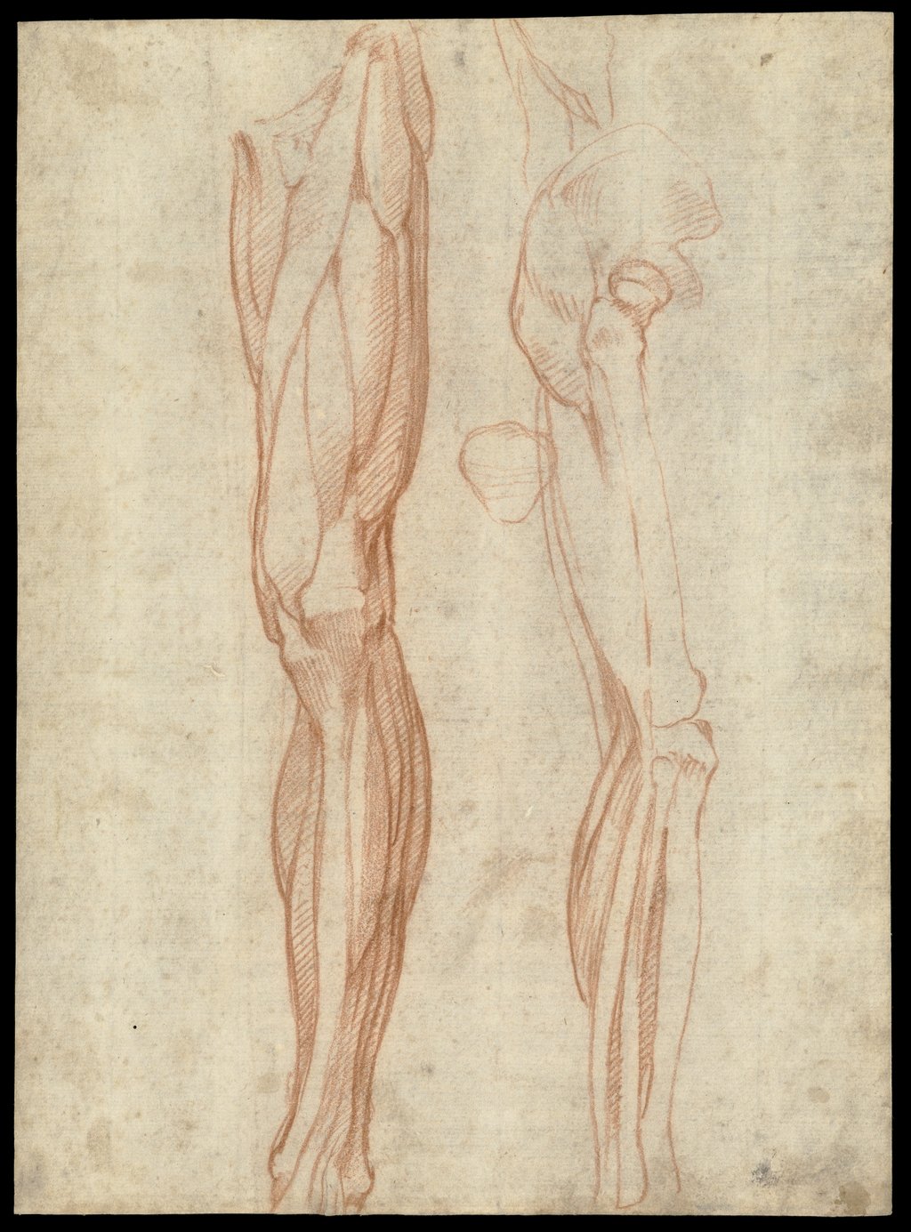 Michelangelo anatomical drawing of the muscles of the leg, showing his training as a dissector